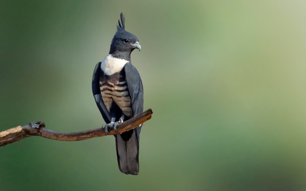 Black Baza